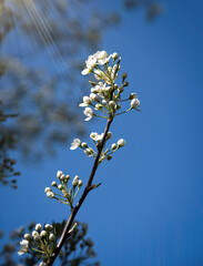 White Blooming Callery Pear Tree