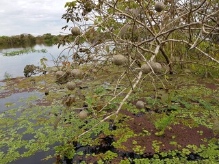 Crataeva benthamii , Capparidaceae family. Amazon rainforest, Brazil