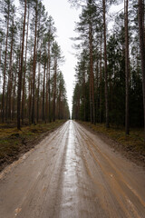 Obraz premium wet forest road where many beautiful pines grow along the edges