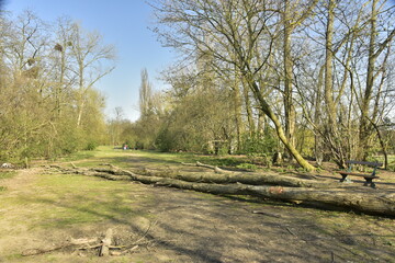 Fototapeta na wymiar Troncs d'arbre couchés en travers sur l'allée principale du parc Saint-Vincent à Evere 