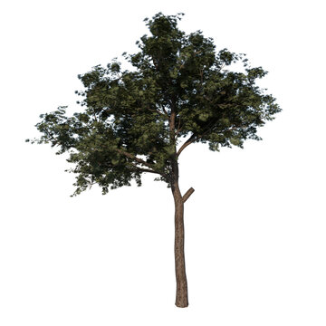 Front view tree ( Adolescent Calabrian pine tree 1 ) white background 3D Rendering Ilustracion 3D