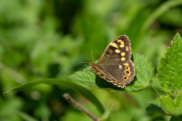 Fototapeta na wymiar ein Waldbrettspiel Schmetterling sitzt auf einen Grünen Blatt im Sonnenschein