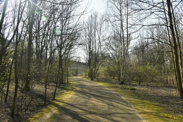 Les ombres des arbres sur un chemin en bitume au parc Saint-Vincent à Evere