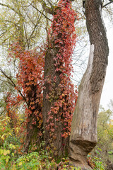 Colorful trees, tree trunks close-up. Idyllic fairy autumn landscape. Green, red, orange and yellow leaves. Natural pattern. Environmental conservation theme. Tree, damaged by beaver.