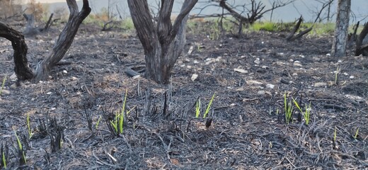 Fire in The Mountain