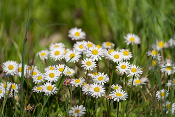 viele G&auml;nsebl&uuml;mchen im sonnenschein