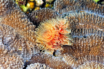 A picture of a tube worm
