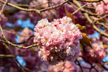Naklejka premium Cherry flowers blooming