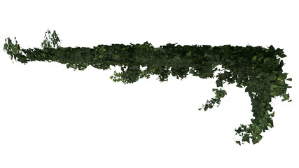 Front view of Plant (creeper 1) Tree white background 3D Rendering Ilustracion 3D