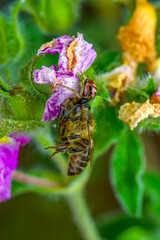 Beautiful Crab spider feasting on bee. Macro photo