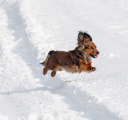 Long haired Dachshund dog jumping in the snow