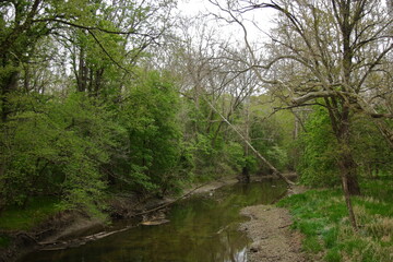 Green foliage along the river bank