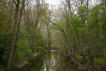 Tree covered river in a park