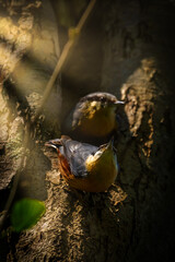ein Kleiberfamilie sitzt vor ihren Nistplatz