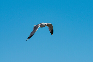 View of a sea gull in flight