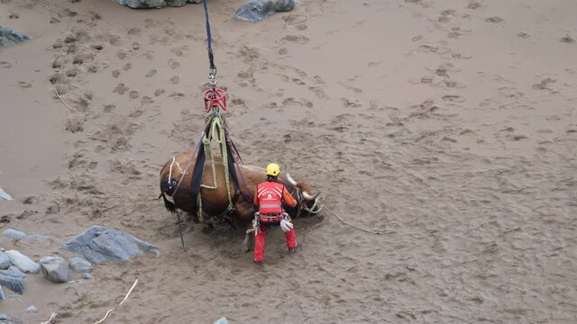 Emergency helicopter rescue a 1000 kg bull. Salvage concept