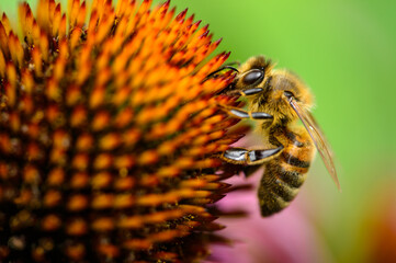 Bee sitting on flower - charming shot
