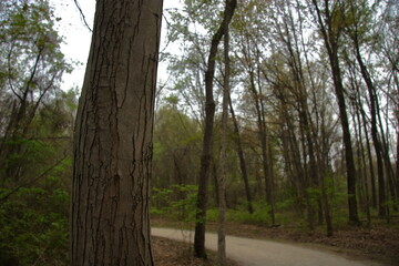 Textured tree by a forest path