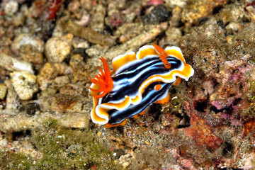 The beautiful colors of nudibranches