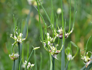 The garden grows multi-tiered onions