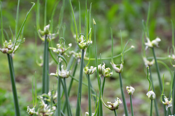 The garden grows multi-tiered onions