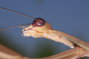 portrait of a praying mantis