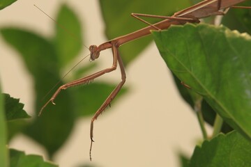 praying mantis on a leaf