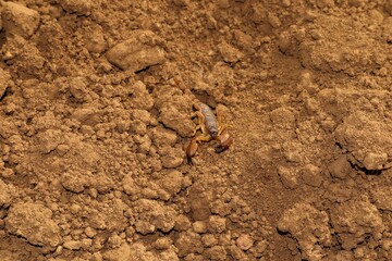 Camouflaged scorpion.
Amazing camouflage animals.
close up yellow scorpion.
closeup scorpion.
insects, insect, bugs, bug.
animals, animal.
wildlife, wild nature.
forest, woods, desert.
garden, park