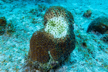 Stony Coral Tissue Loss Disease (STCLD) has begun to eat away at this star coral. The destructive disease is destroying reefs throughout the Caribbean