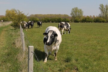 a herd of cows is grazing in a green meadow with a forest in the background in the netherlands in springtime