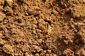 Camouflaged scorpion.
Amazing camouflage animals.
close up yellow scorpion.
closeup scorpion.
insects, insect, bugs, bug.
animals, animal.
wildlife, wild nature.
forest, woods, desert.
garden, park