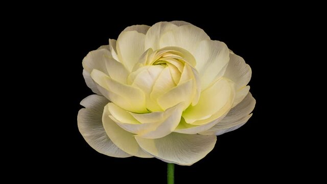Close up of beautiful yellow buttercup (ranunculus) flower opening. Blooming buttercup flower background.