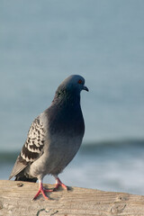 Pigeon perched in the sunshine