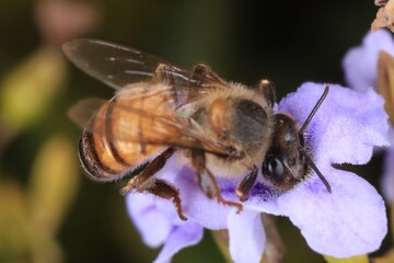 bee on a flower
