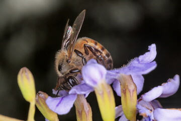 bee on flower