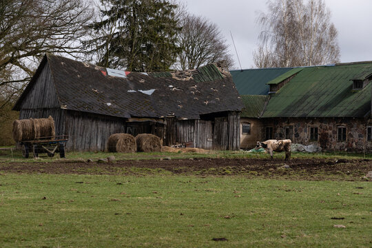 one variegated cow stands by an old stone barn in the mud