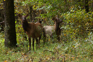 Two doe elk in the edge of the woods