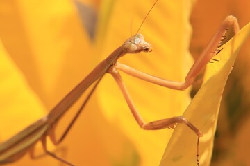praying mantis close up
