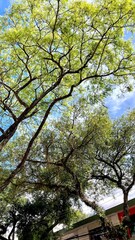 blossom trees