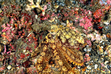 A picture of a coconut octopus