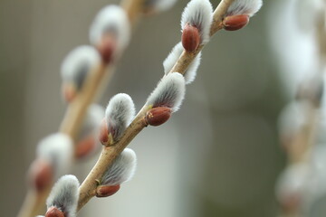 Willow branches with fluffy catkins close-up outdoors. The symbol of Easter and Palm Sunday. Fluffy silver-pink pussy willow earrings. - obrazy, fototapety, plakaty