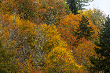 Fall trees in the mountains