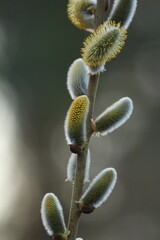 Obraz premium Blooming yellow willow catkins on a branch in sunlight. The symbol of Easter and Palm Sunday. Vertical.