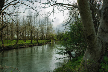 fiume e alberi in primavera