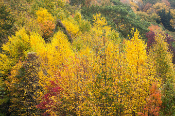 Fall trees in the mountains
