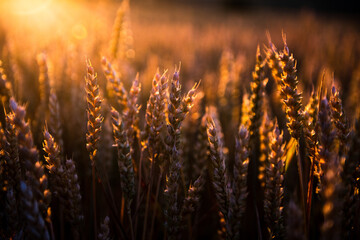 Mature wheat on field lit by sunset 