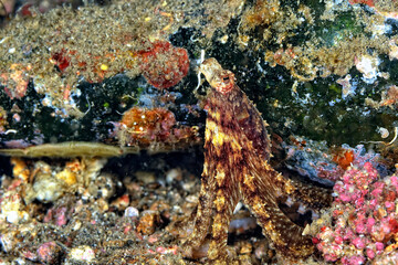 Fototapeta na wymiar A picture of a coconut octopus