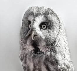 Great grey owl head close up, black and white