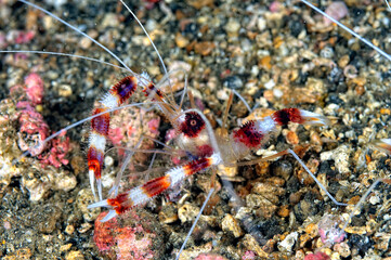 A picture of a banded coral shrimp