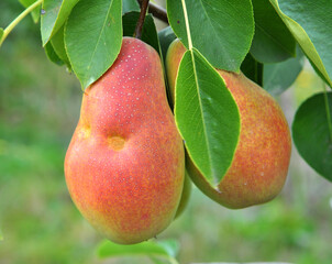Pears ripen on the tree branch.